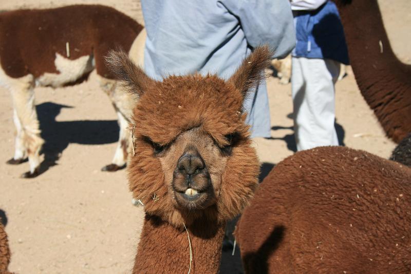 20081029 Alpacas 016.jpg